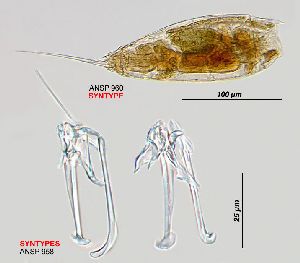  Image courtesy of ANSP (Jersabek et al. 2003) <a href='../../Reference/Index/15798' target='_blank'>[Ref.15798]</a>; female (dorsal view), and trophi, lateral (left) and ventral (right) views